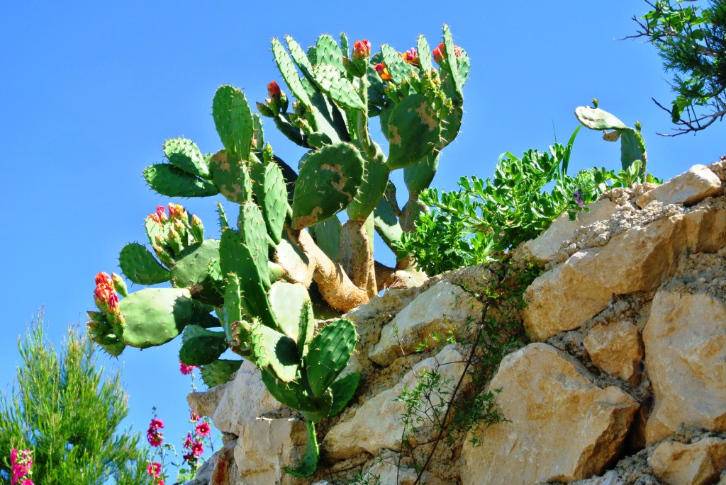 Cactusi Pag